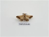 藏品(夜蛾58)的圖片